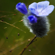 TTPHOTOSFLEURS