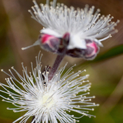 TTPHOTOSFLEURS