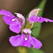 TTPHOTOSFLEURS