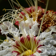 TTPHOTOSFLEURS