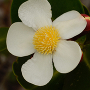 TTPHOTOSFLEURS