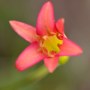TTPHOTOSFLEURS