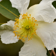 TTPHOTOSFLEURS