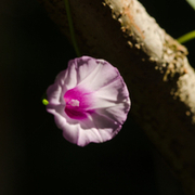 TTPHOTOSFLEURS