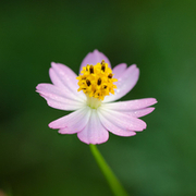TTPHOTOSFLEURS