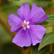 TTPHOTOSFLEURS
