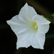 TTPHOTOSFLEURS