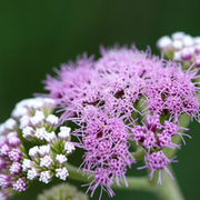 TTPHOTOSFLEURS
