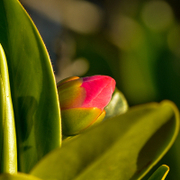 TTPHOTOSFLEURS