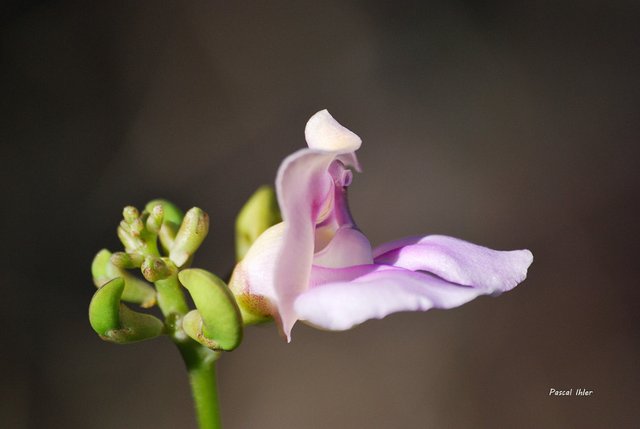 Flore du Cerrado - Sélection de photographies