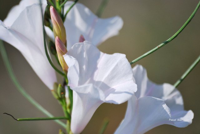 Flora of Cerrado - Photographs Selection