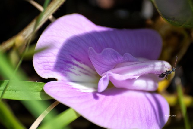 Flora of Cerrado - Photographs Selection