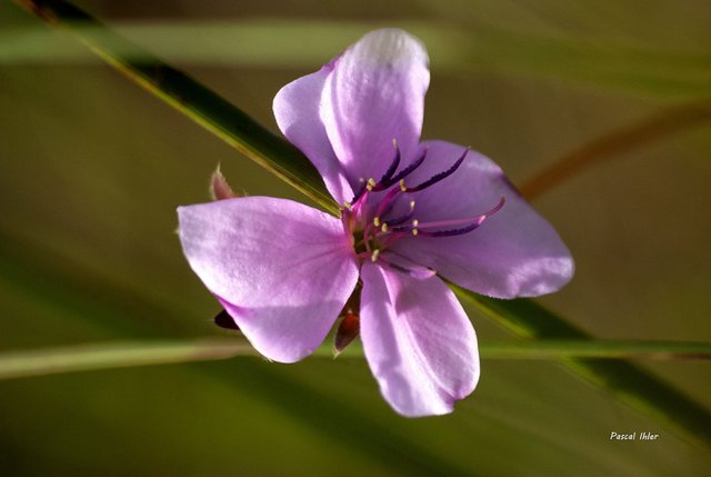 Flore du Cerrado - Sélection de photographies