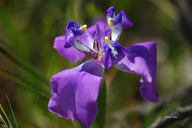 Flore du Cerrado - Sélection de photographies