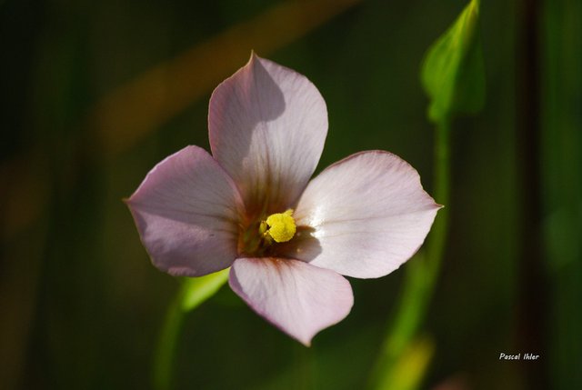 Flore du Cerrado - Sélection de photographies