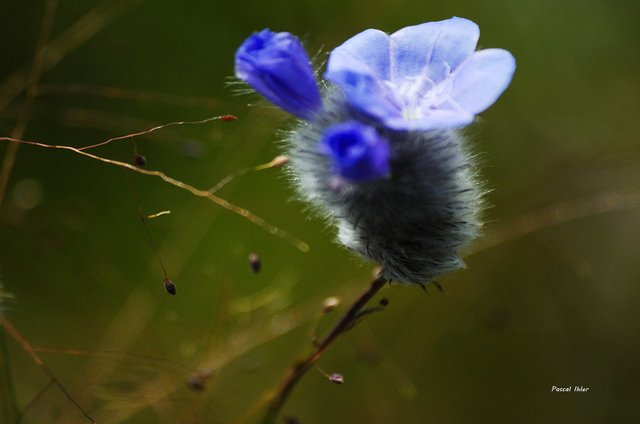 Flore du Cerrado - Sélection de photographies