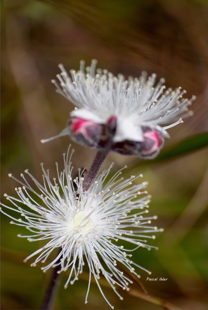 Flore du Cerrado - Sélection de photographies