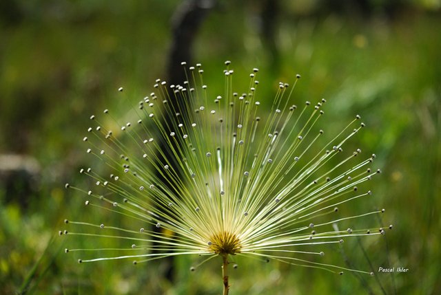 Flora of Cerrado - Photographs Selection