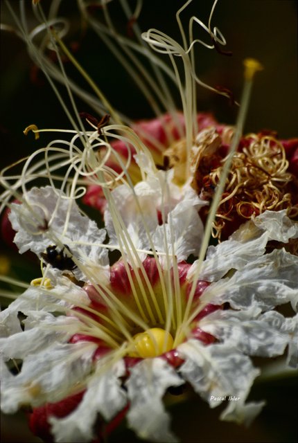 Flore du Cerrado - Sélection de photographies
