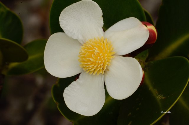 Flore du Cerrado - Sélection de photographies