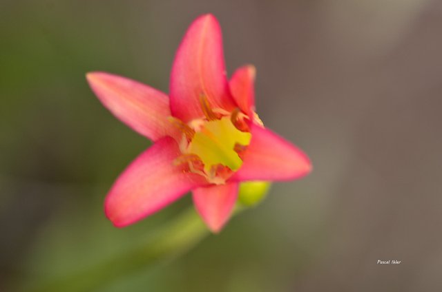 Flore du Cerrado - Sélection de photographies