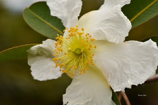 Flore du Cerrado - Sélection de photographies