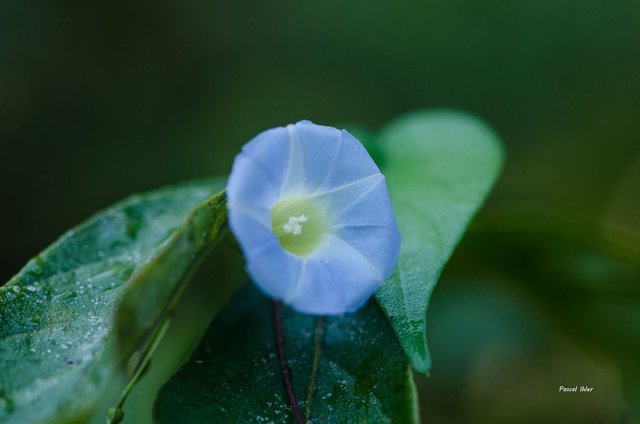 Flora of Cerrado - Photographs Selection