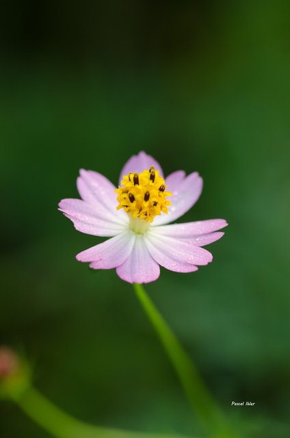 Flore du Cerrado - Sélection de photographies