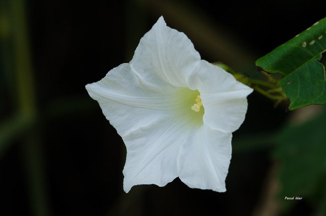 Flora of Cerrado - Photographs Selection