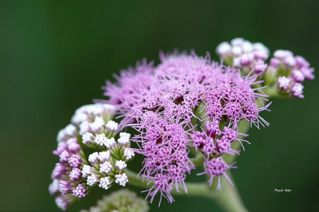 Flore du Cerrado - Sélection de photographies