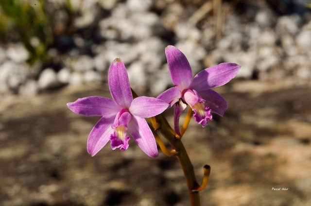 Flora of Cerrado - Photographs Selection