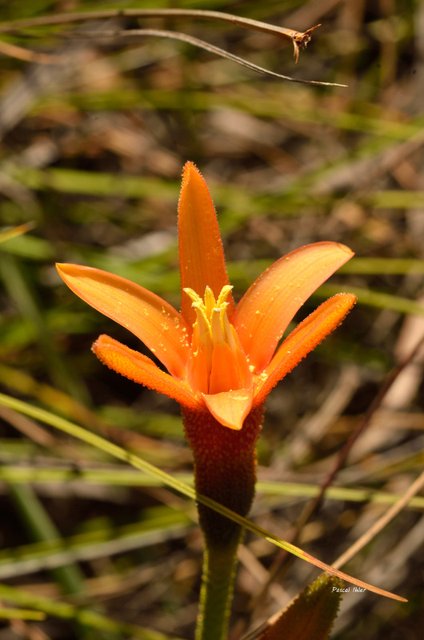 Flore du Cerrado - Sélection de photographies