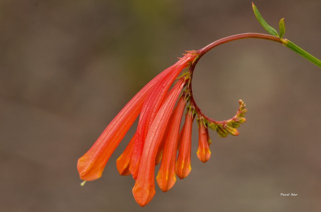 Flora of Cerrado - Photographs Selection