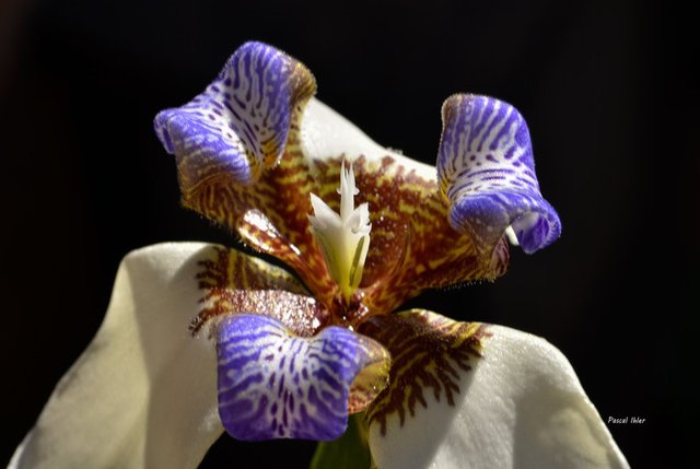 Flore du Cerrado - Sélection de photographies