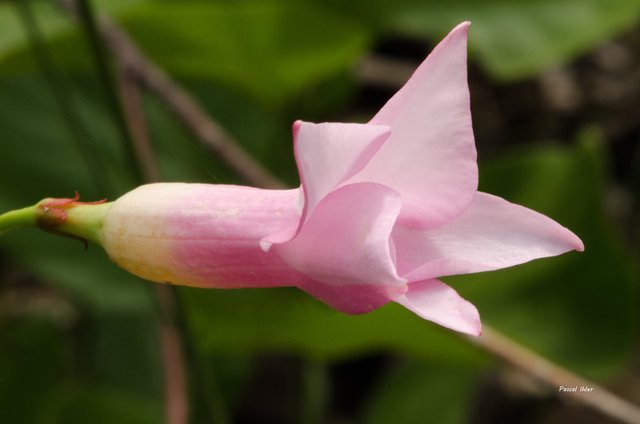 Flora of Cerrado - Photographs Selection