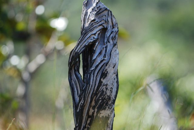 Insolites et paysages du Cerrado