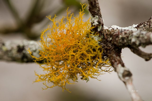 Insolites et paysages du Cerrado