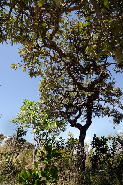 Insolites et paysages du Cerrado