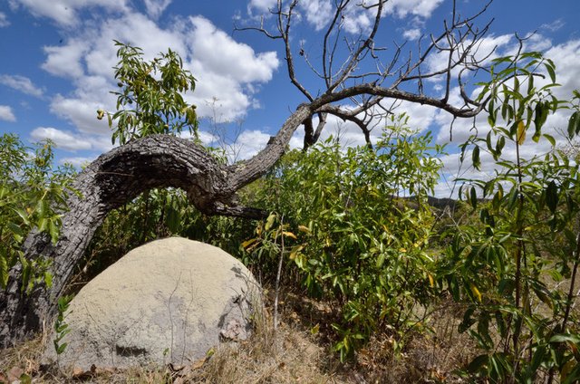 Insolites et paysages du Cerrado