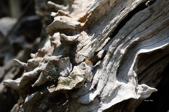 Insolites et paysages du Cerrado