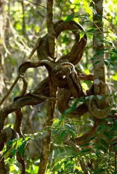 <br />
<b>Warning</b>:  Use of undefined constant TTSTEM - assumed 'TTSTEM' (this will throw an Error in a future version of PHP) in <b>/home/cerrado/www/en/Documentations/biologyA.php</b> on line <b>65</b><br />
TTSTEM