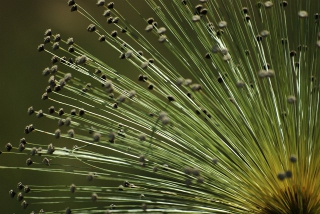 Picture of a plant called sombrero typical of the cerrado in Brazil