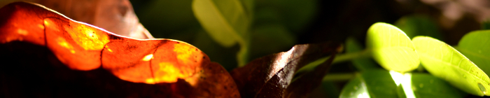 Cerrado plants and fruits