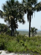 Photo of Vereda do cerrado in Brazil