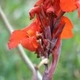 Photos of plants with red bloom