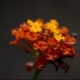 Photos of plants of Cerrado with orange bloom