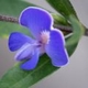 Photos of plants with blue bloom