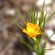 Photos of plants with yellow or golden bloom