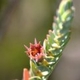 Photos of plants of Cerrado with orange bloom