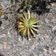 Photos of plants bromeliads and similar plants